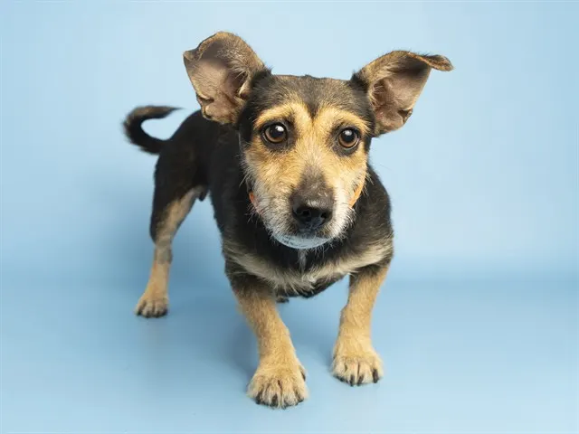 Pepper