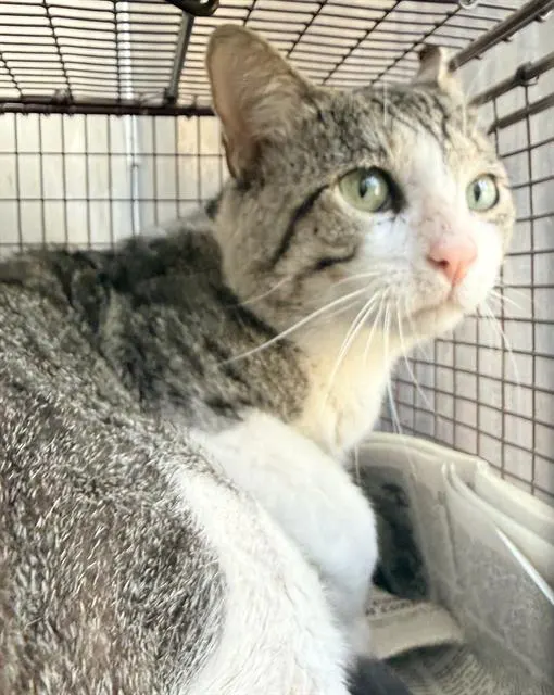 Adoptable Cat