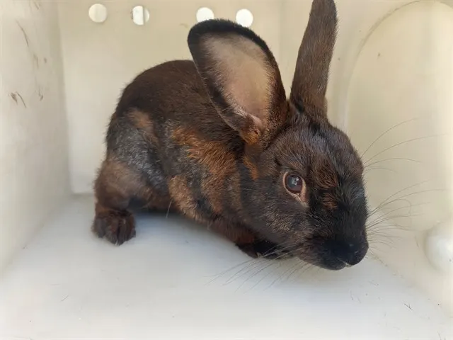 Bun Bun