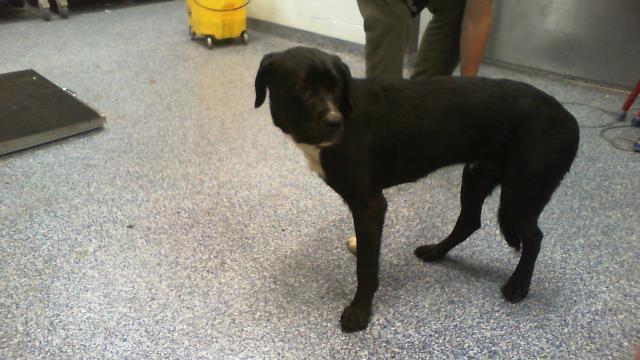 Waylon