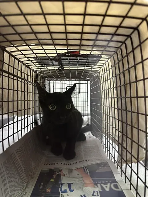 Adoptable Cat