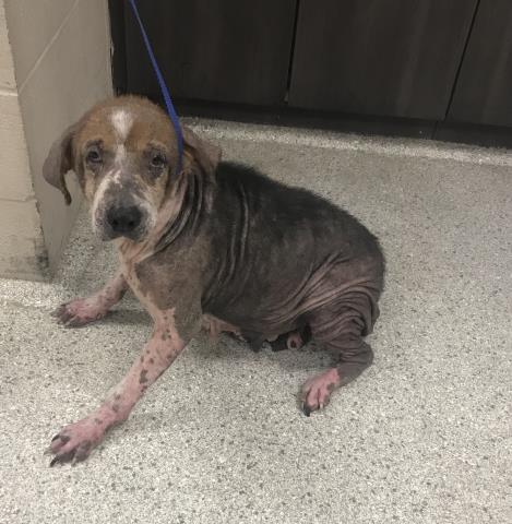 Adoptable Dog