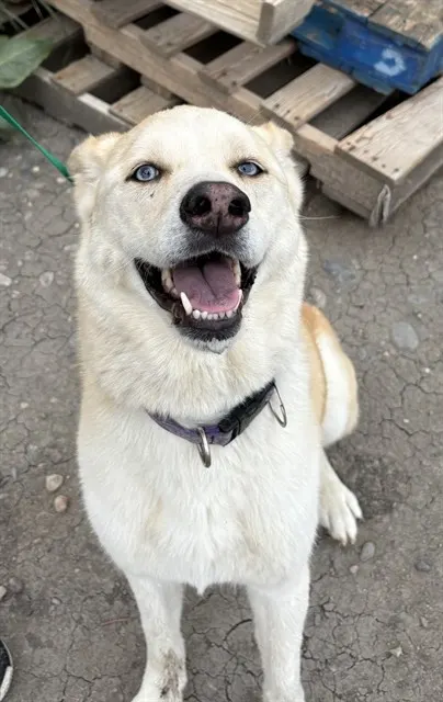 Skye