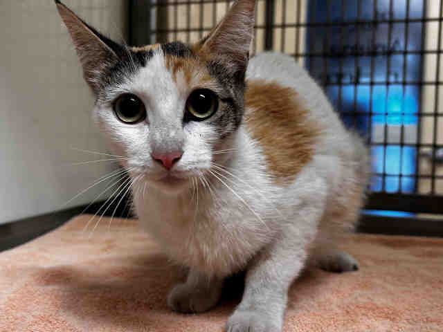 Adoptable Cat