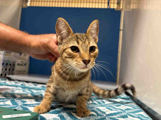 Adoptable Cat