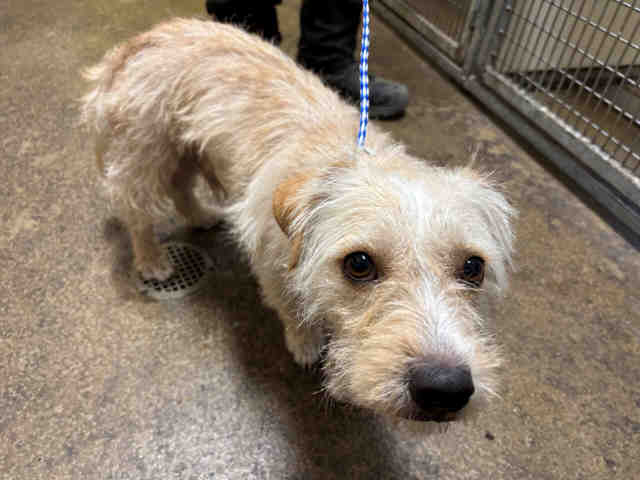 Adoptable Dog