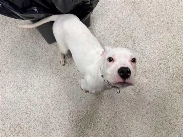 Casper