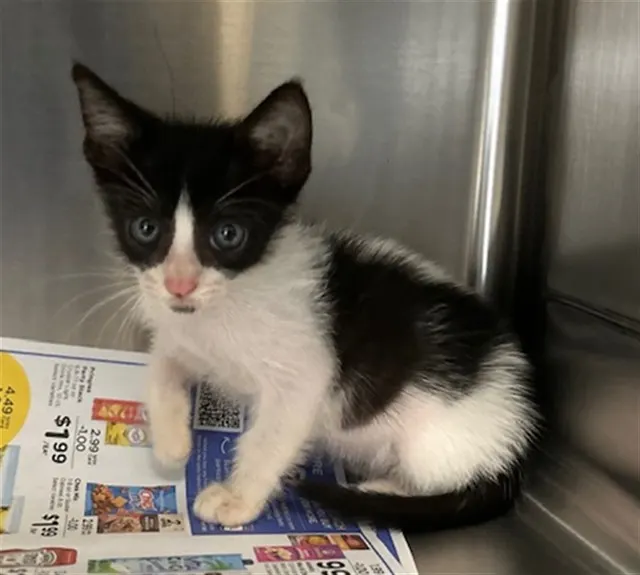 Adoptable Cat