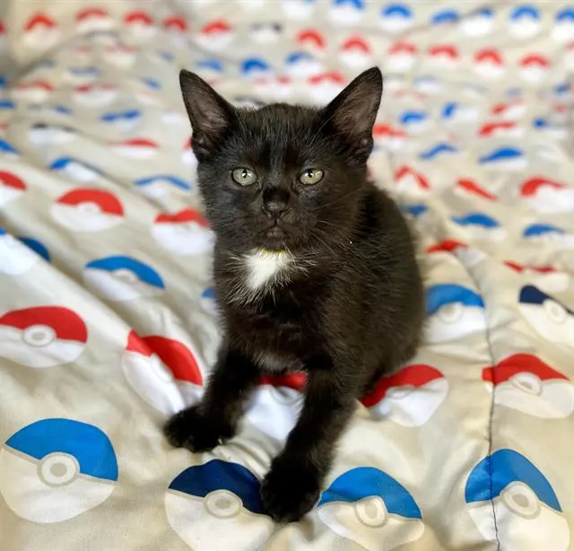 *Mew