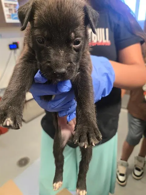 Adoptable Dog