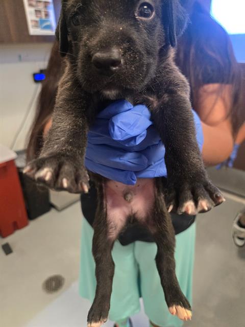 Adoptable Dog