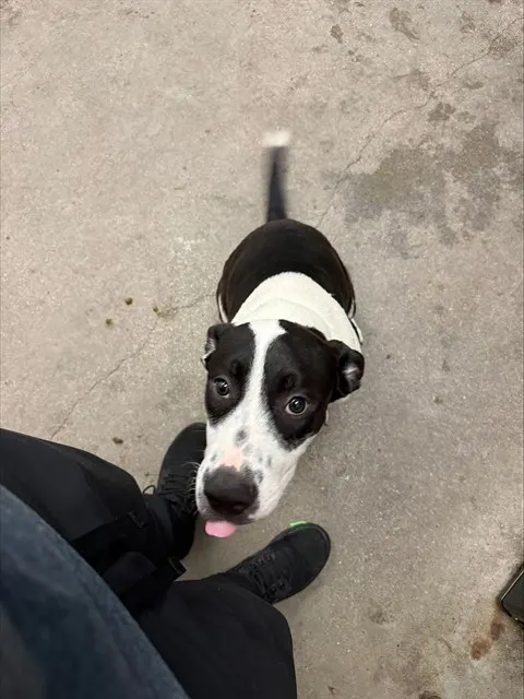 Oreo*