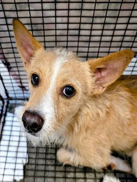 Adoptable Dog