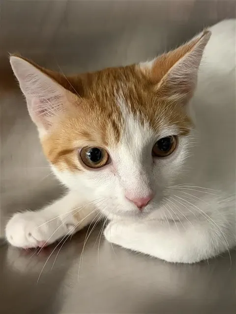Adoptable Cat