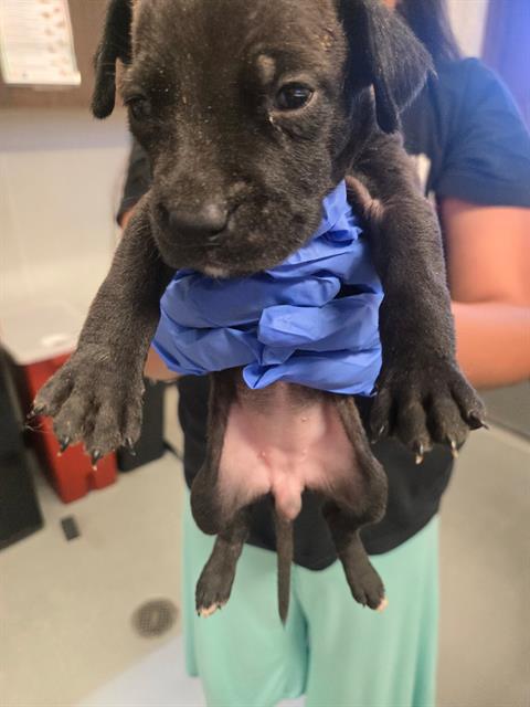 Adoptable Dog