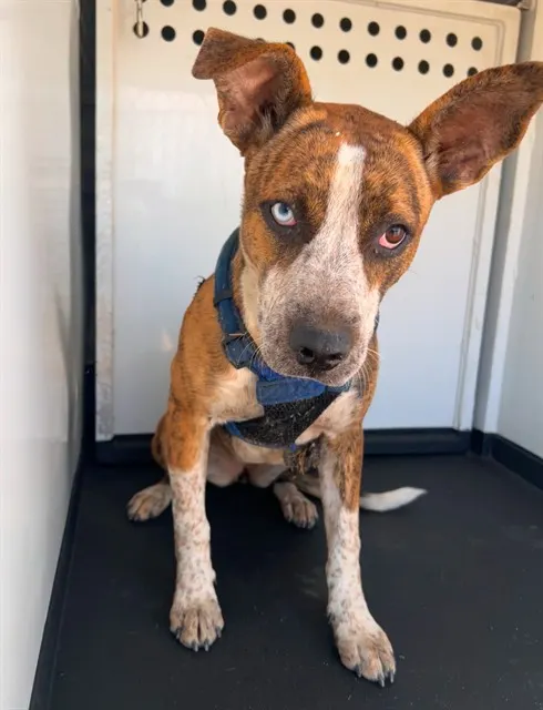Adoptable Dog