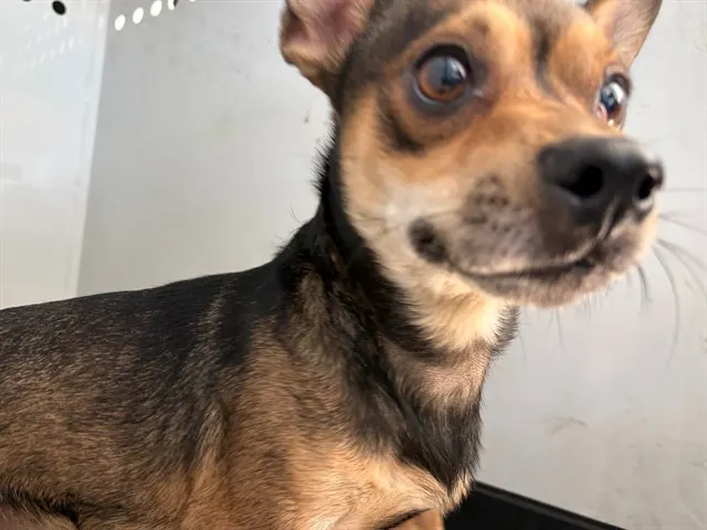 Adoptable Dog