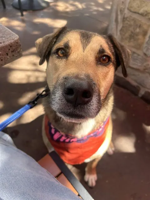 Petey - Adoption Pending