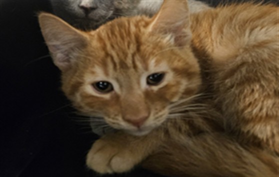 Leo