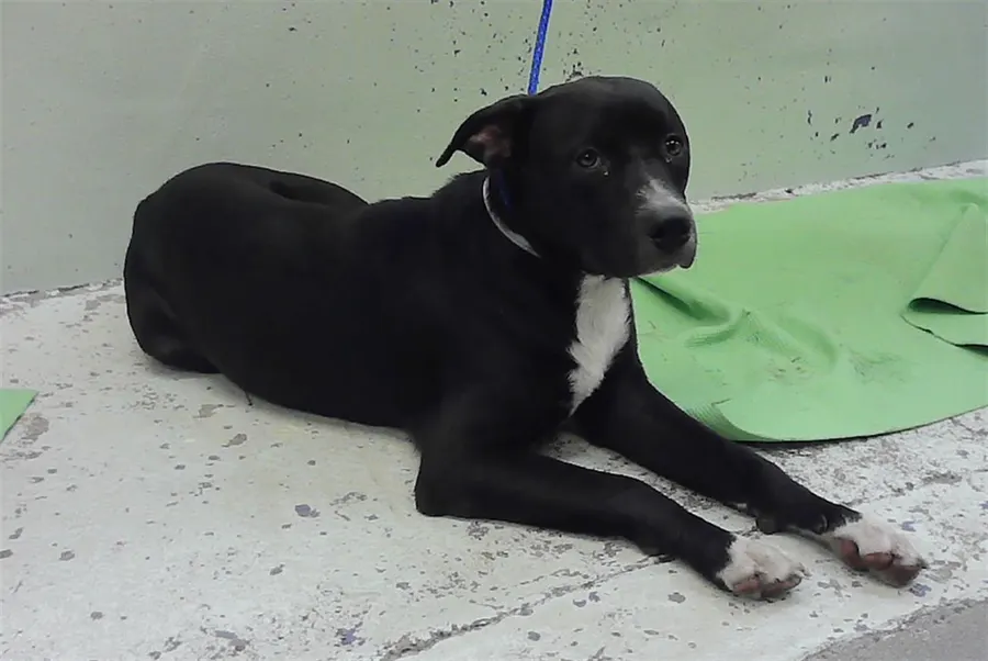 Adoptable Dog