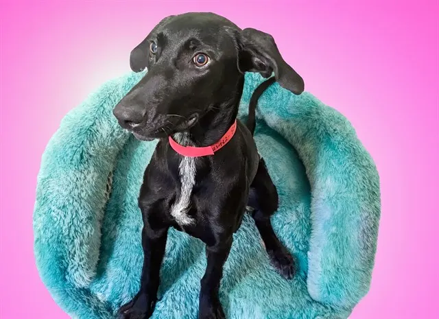 Elsa