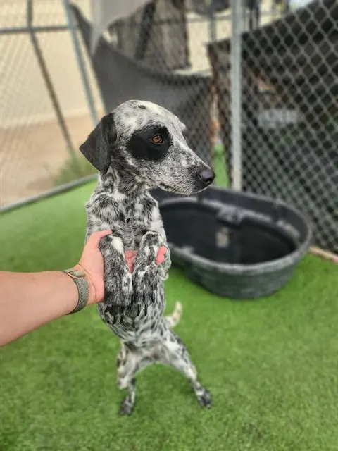 Bindi