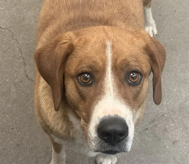 Sadie Aka Peppermint*