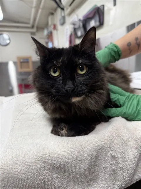Torti