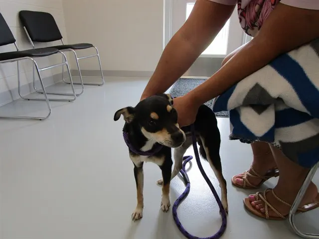 Adoptable Dog