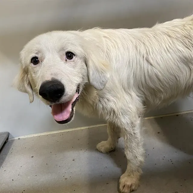 Adoptable Dog