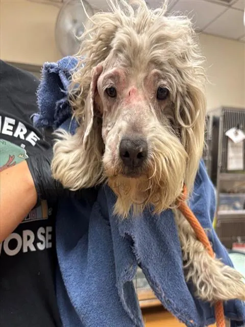 Adoptable Dog