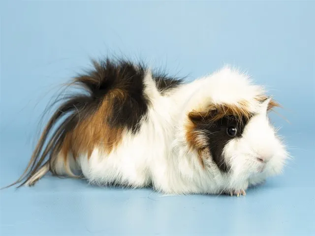 Cornelius
