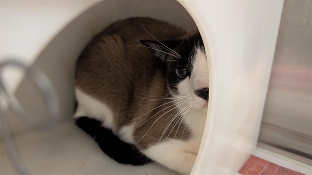 Mocha