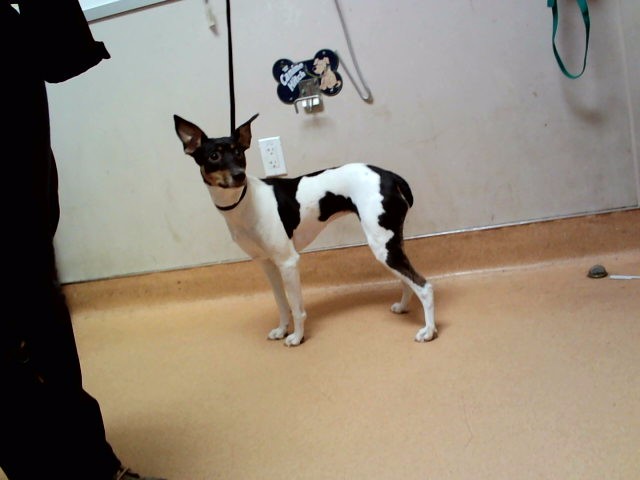 Tassy