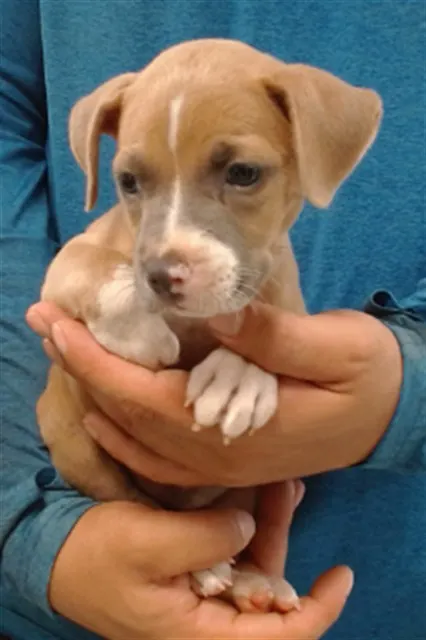 Maple