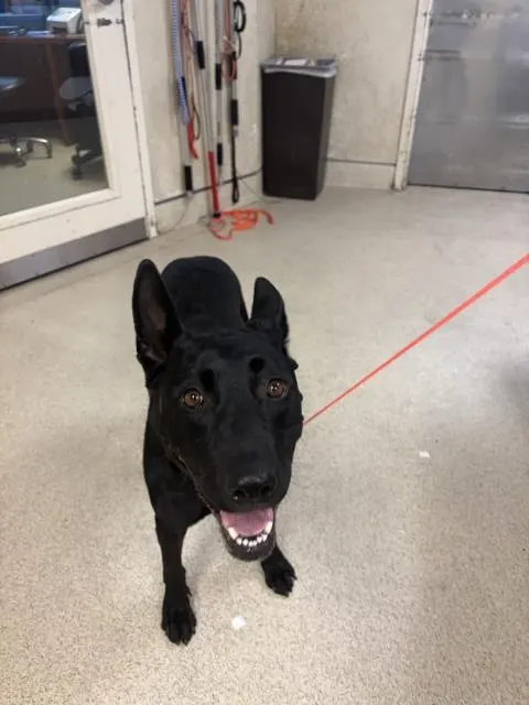 Adoptable Dog