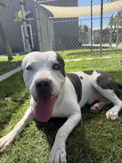Jax