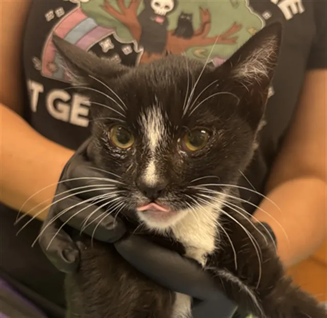 Adoptable Cat