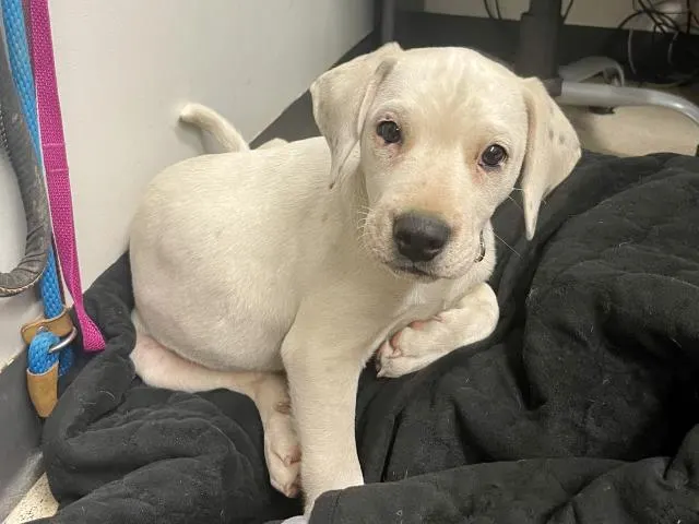 Milo