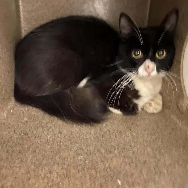 Adoptable Cat