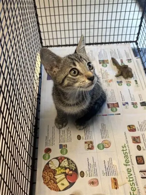 Adoptable Cat