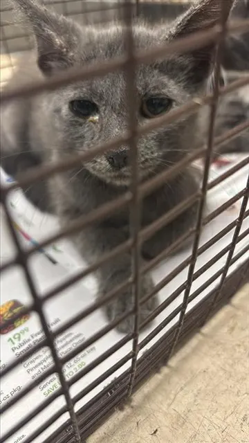 Adoptable Cat