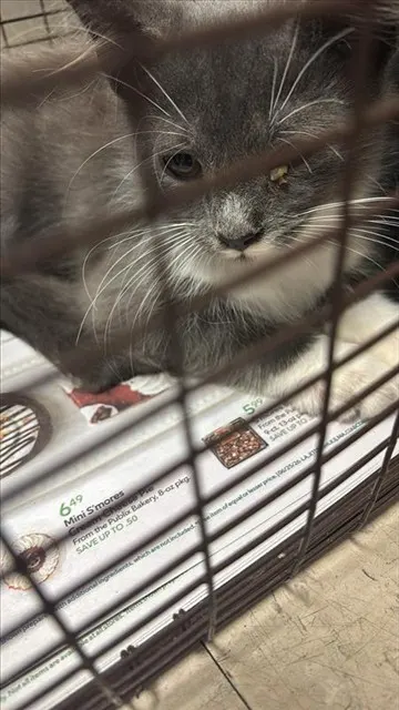 Adoptable Cat