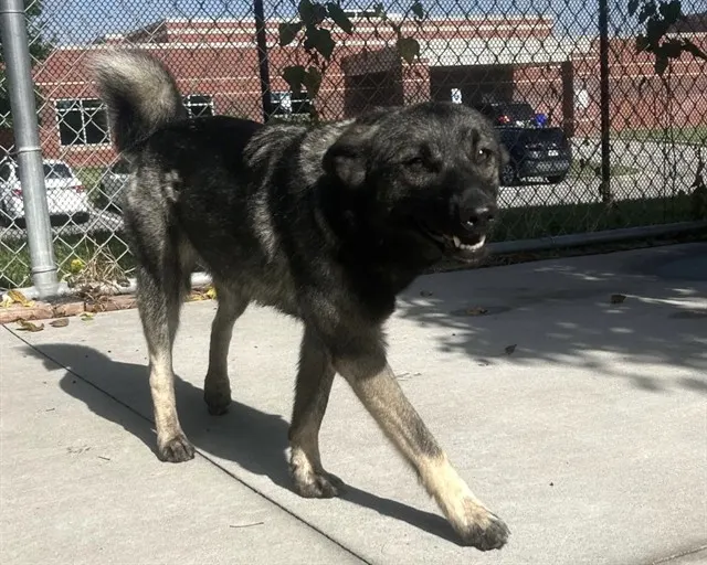 Lucy