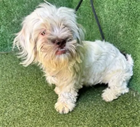 Adoptable Dog