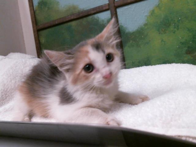 Adoptable Cat
