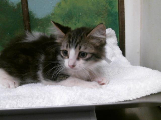 Adoptable Cat