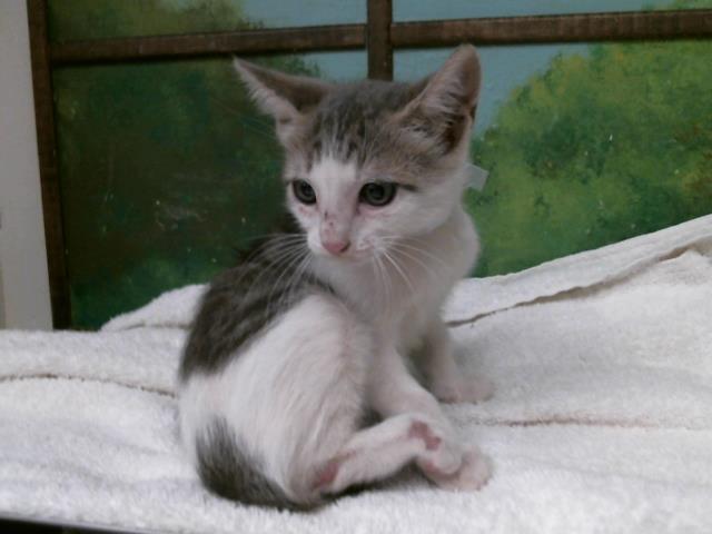 Adoptable Cat