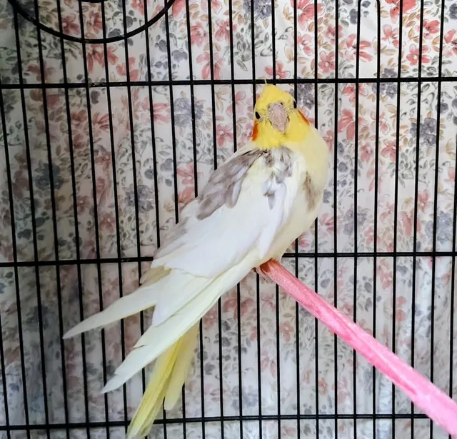 Fred
