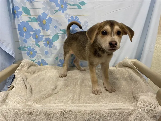 Adoptable Dog